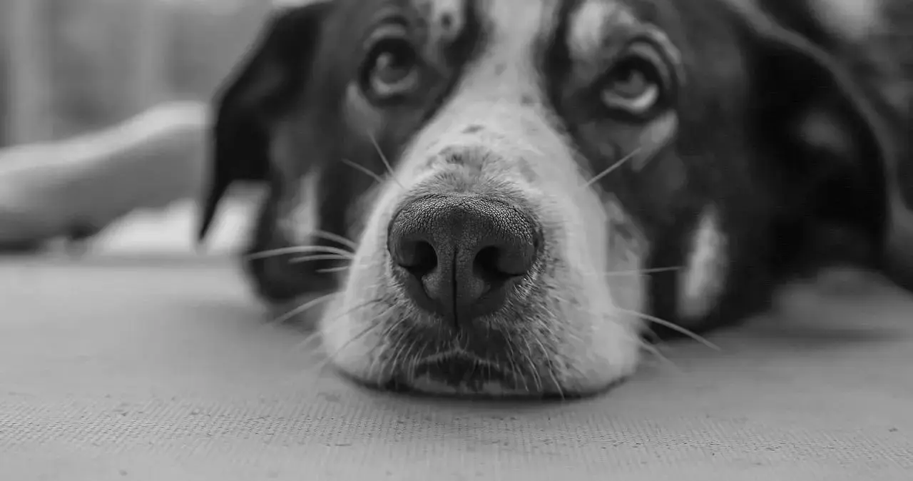brat属性 - 微信图片_20251203212921_112_19